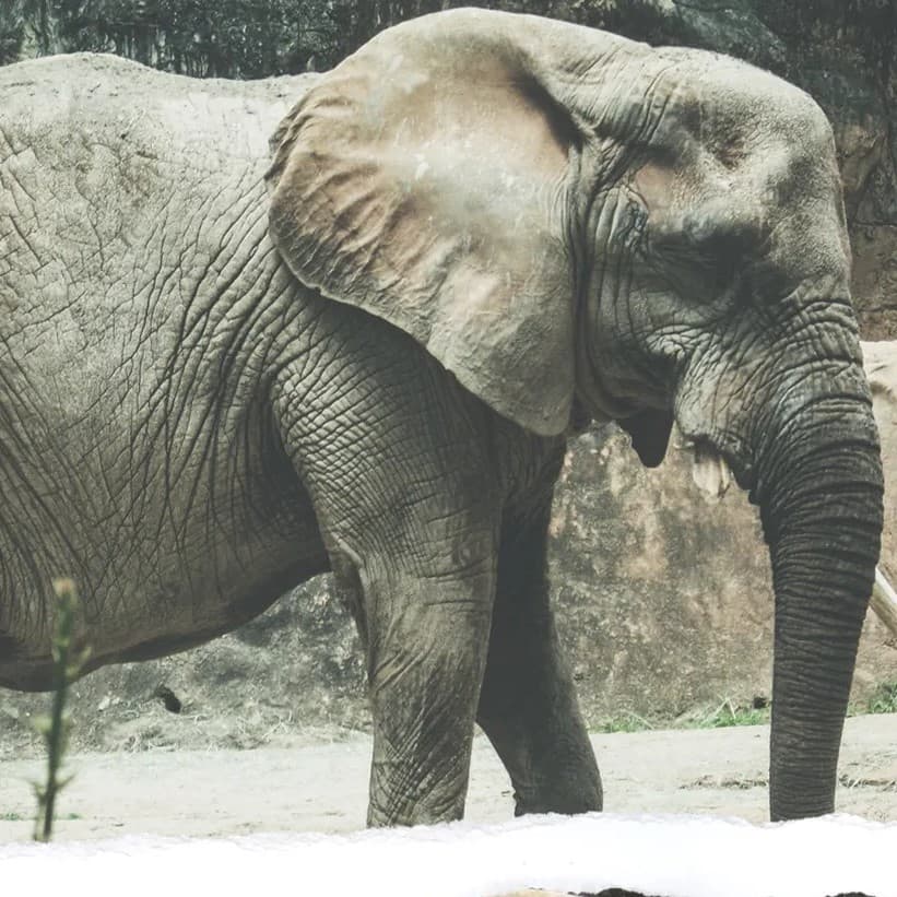 Grey elephant.