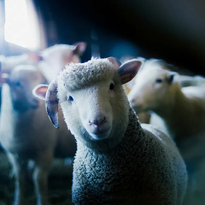 Goat looking directly at camera.