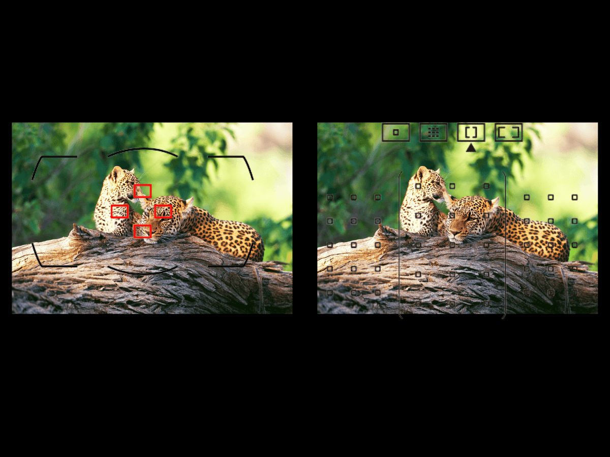 Group Area AF and Zone AF for wildlife photography.