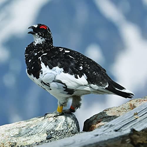 Variant image 1 of Nikon Nikkor Z 100-400mm F4.5-5.6 VR S