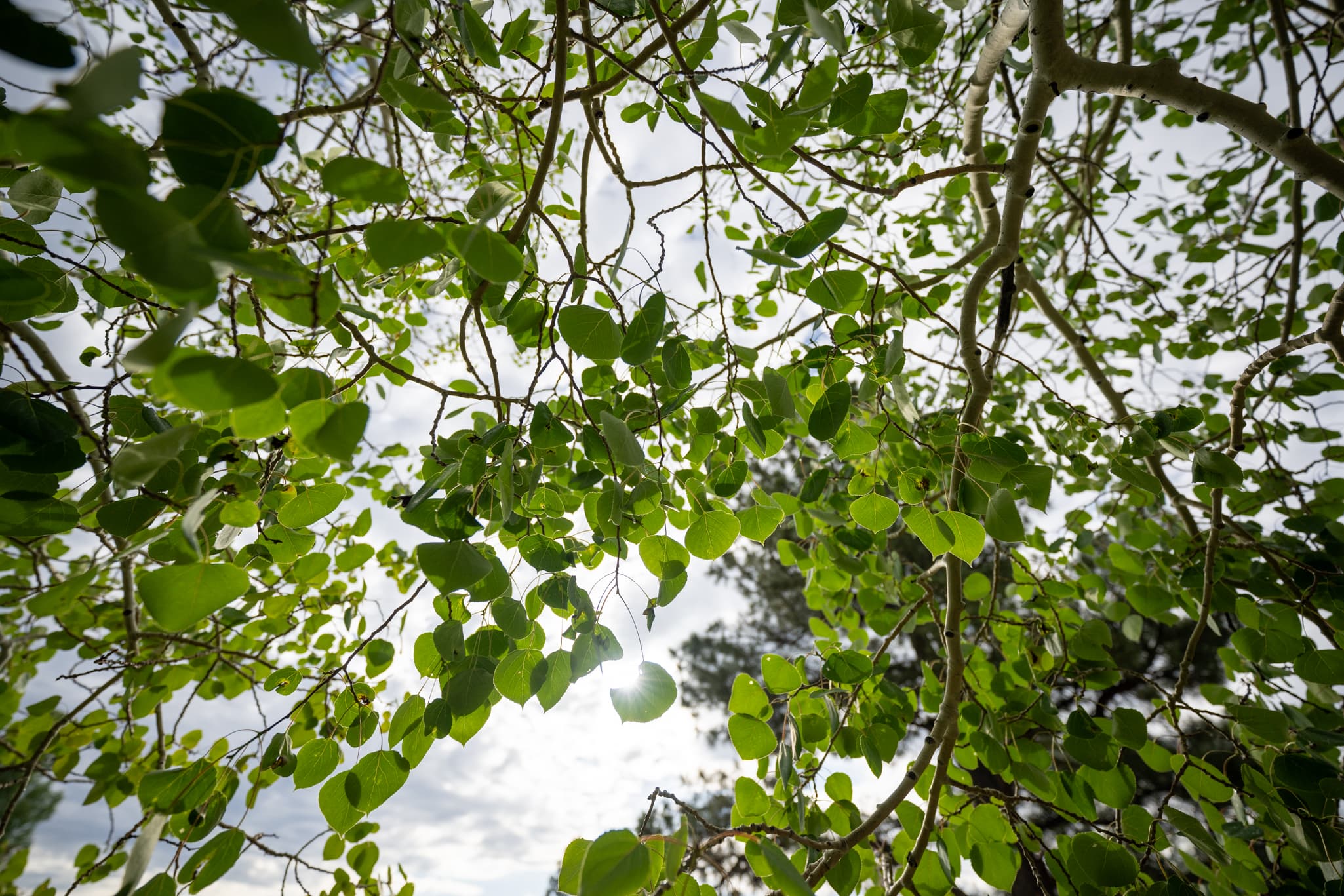 High-contrast test photo capturing dark architectural edges or tree branches cutting against a bright, overexposed white sky at 14mm f/2.8 on the Nikon Z 14-24mm f/2.8 S to check for lateral and axial chromatic aberration