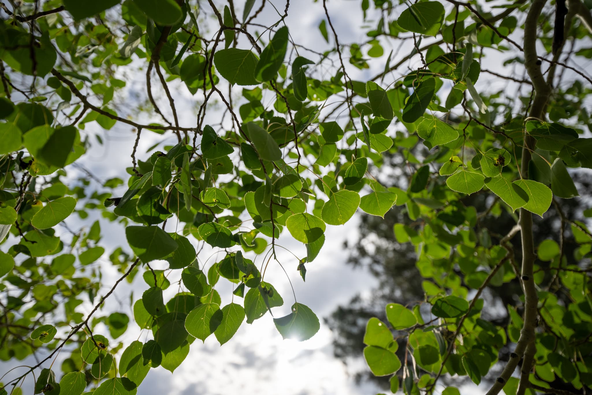 High-contrast test photos capturing dark architectural edges or tree branches cutting against a bright, overexposed white sky at 24mm f/2.8 on the Nikon Z 14-24mm f/2.8 S to check for lateral and axial chromatic aberration.