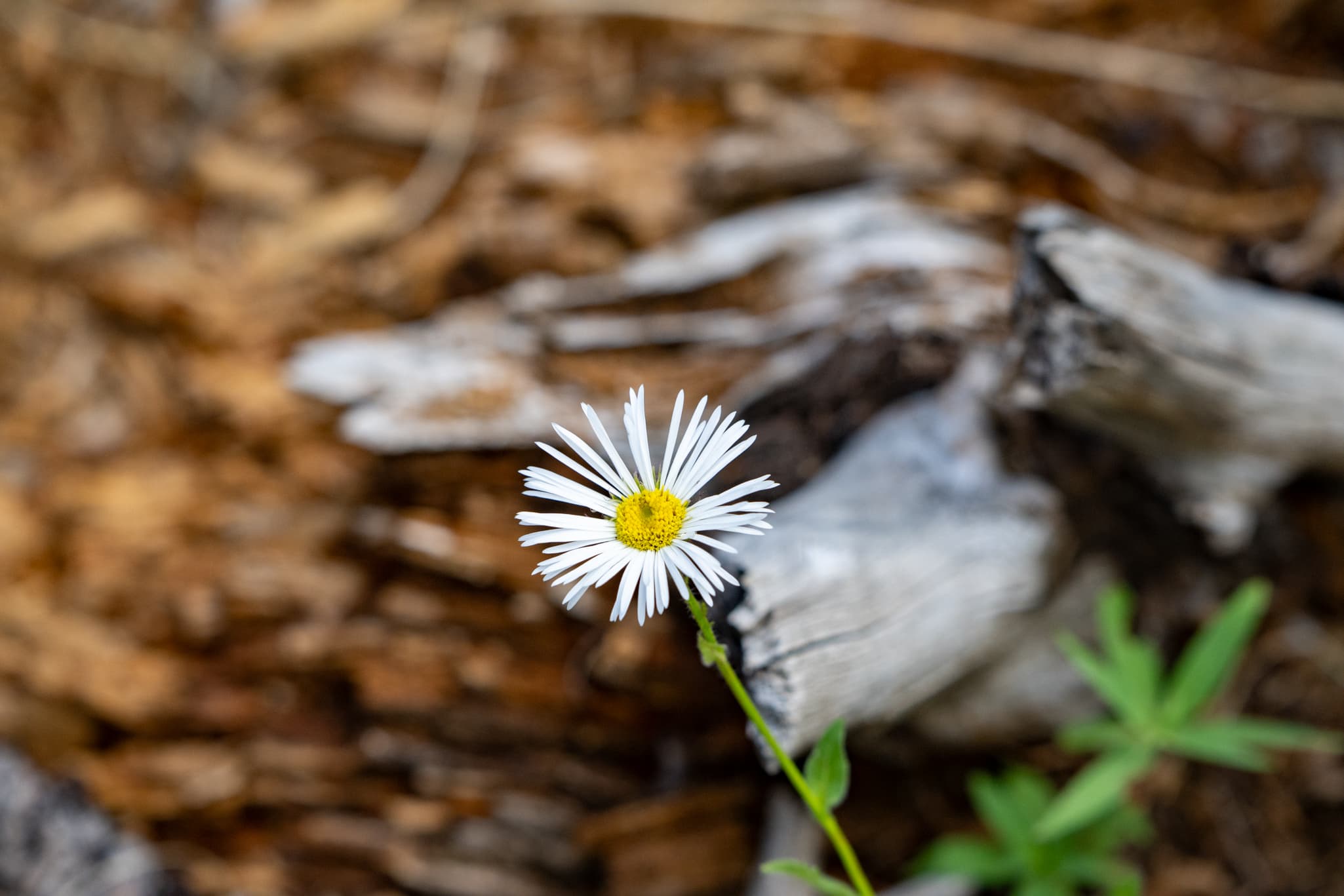 Macro photography with the Nikon Z 180-600mm f/5.6-6.3 VR