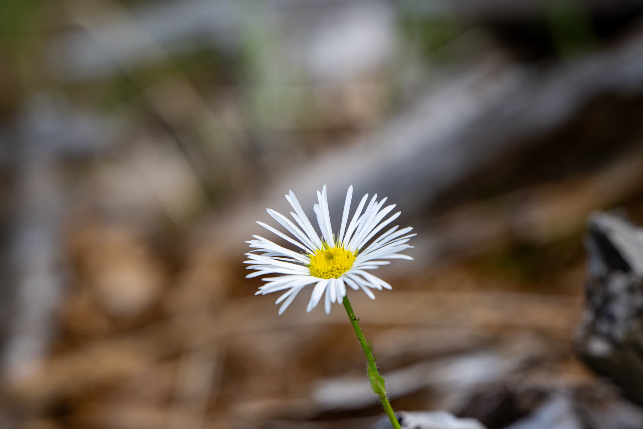 Macro photography with the Nikon Z 180-600mm f/5.6-6.3 VR