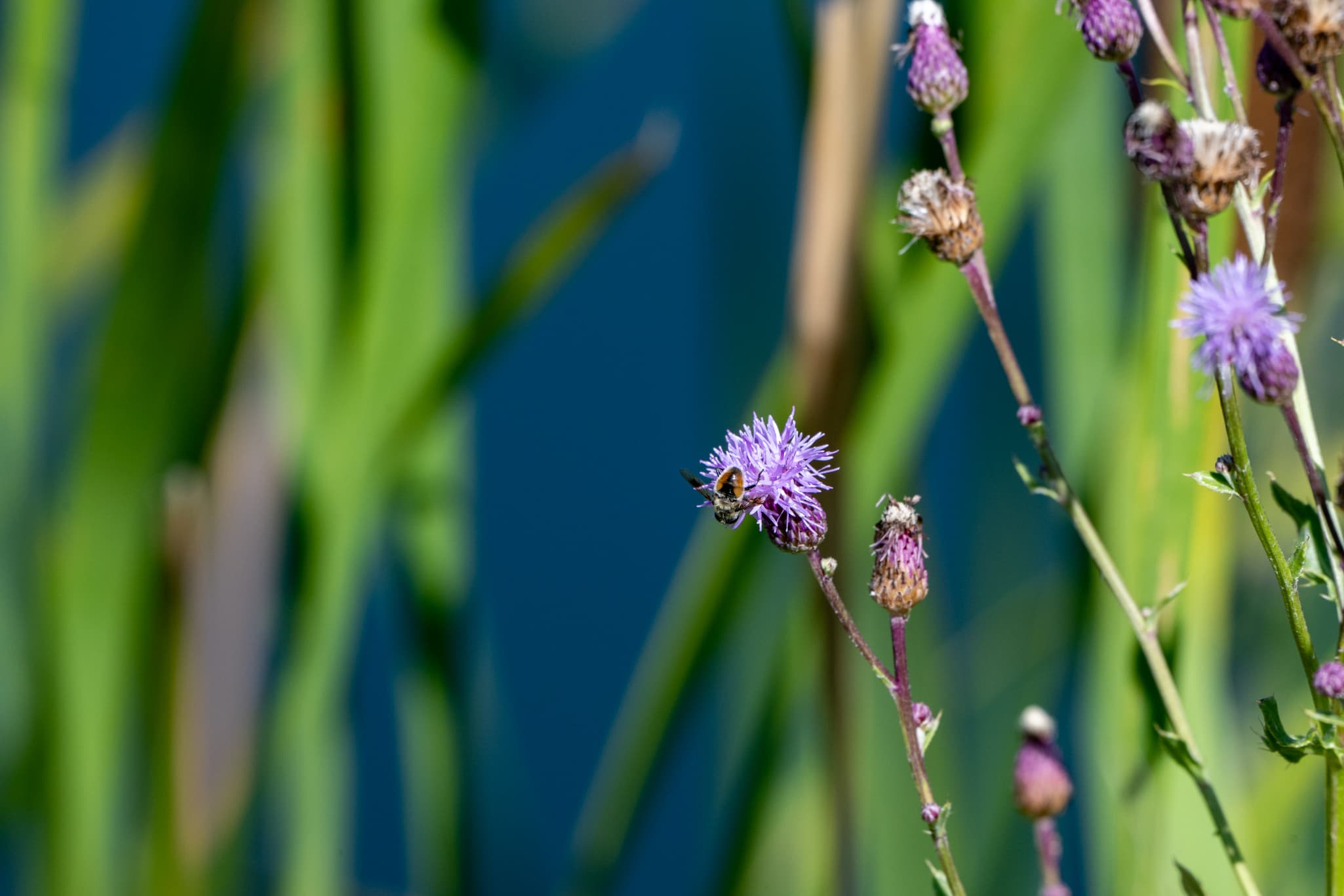 Macro photography with the Nikon Z 180-600mm f/5.6-6.3 VR