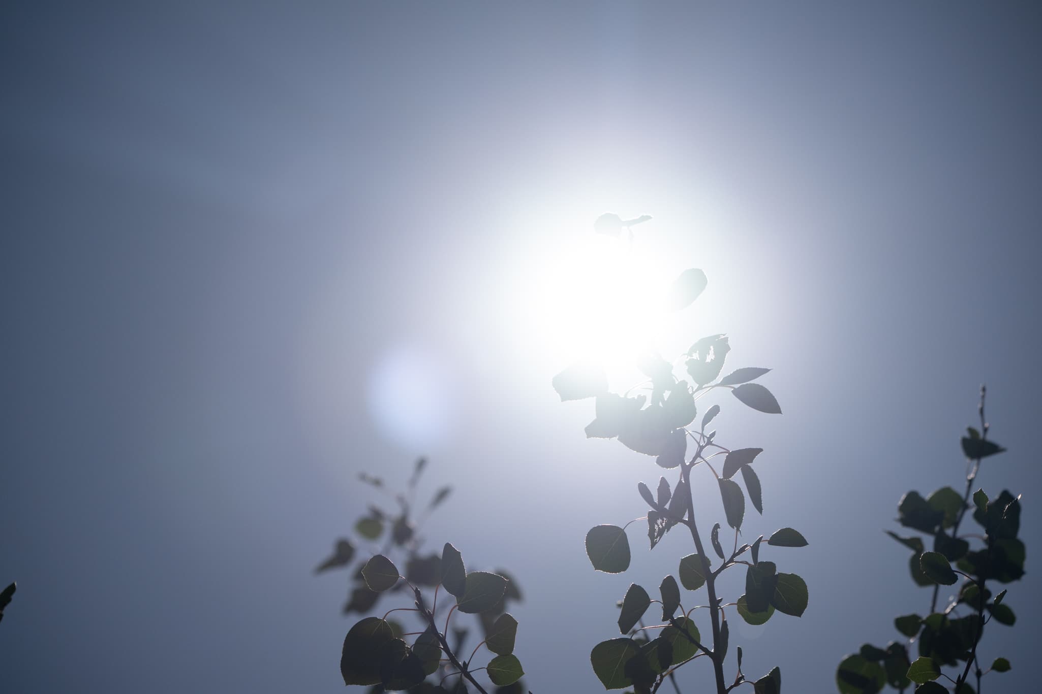 High-contrast test photo capturing dark silhouette on the  Nikon Z 180-600mm f/5.6-6.3 VR at 180mm f/5.6 to test chromatic aberration