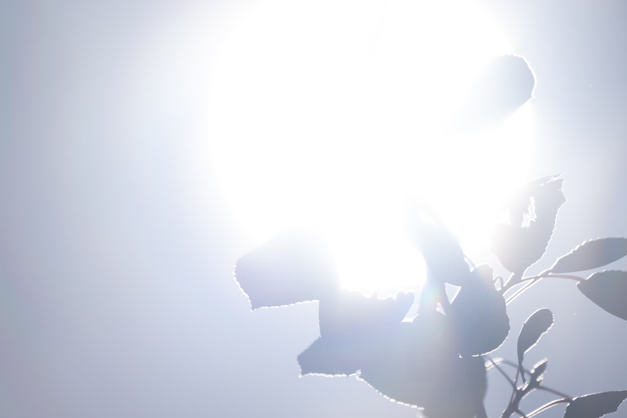 High-contrast test photo capturing dark silhouette on the  Nikon Z 180-600mm f/5.6-6.3 VR at 600mm f/6.3 to test chromatic aberration
