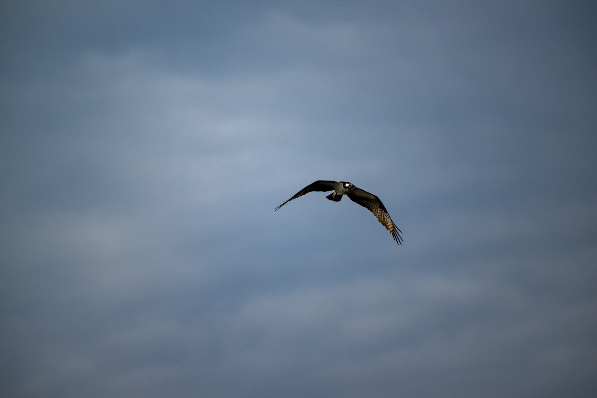 Wildlife photography with the Nikon Z 180-600mm f/5.6-6.3 VR