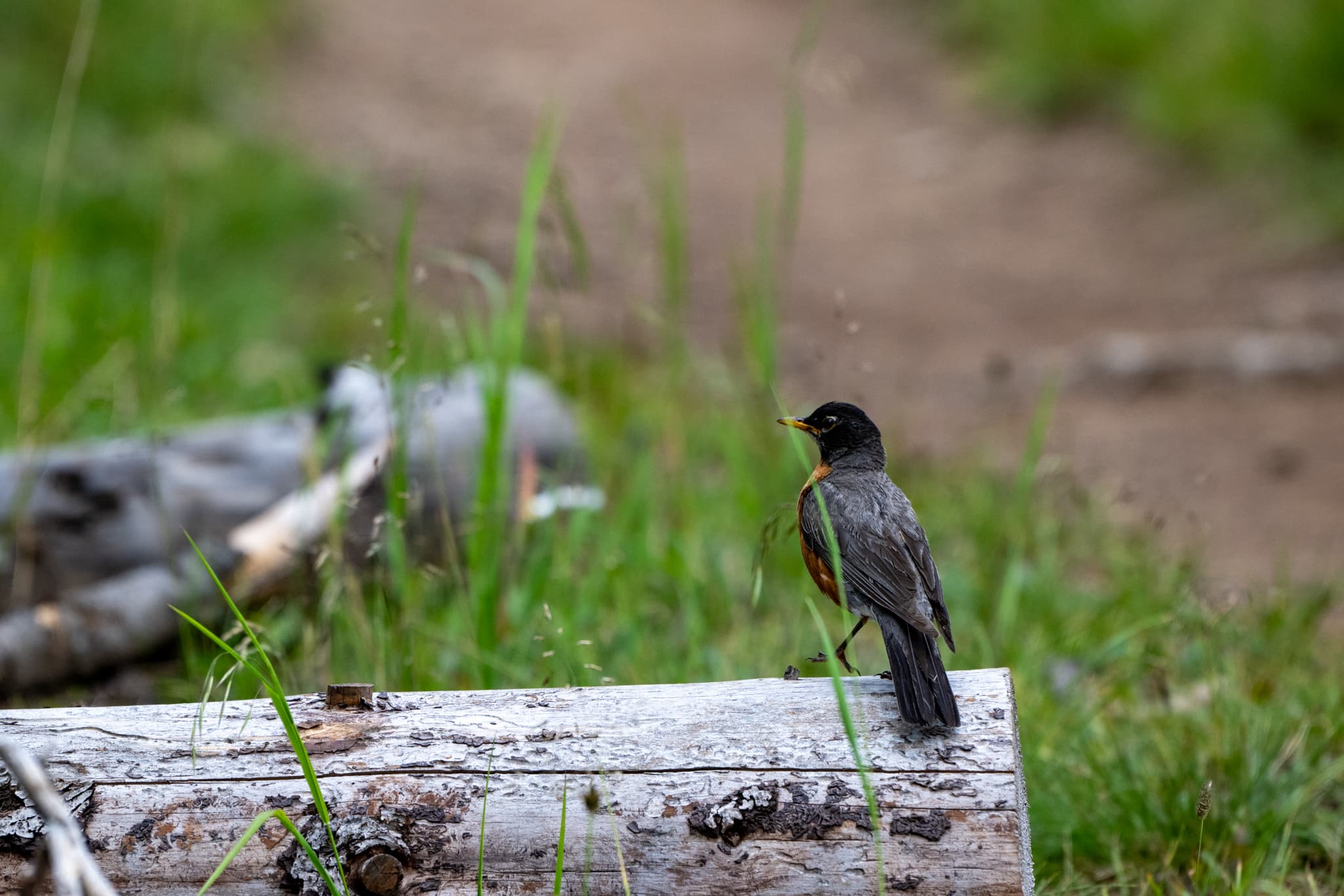 Wildlife photography with the Nikon Z 180-600mm f/5.6-6.3 VR