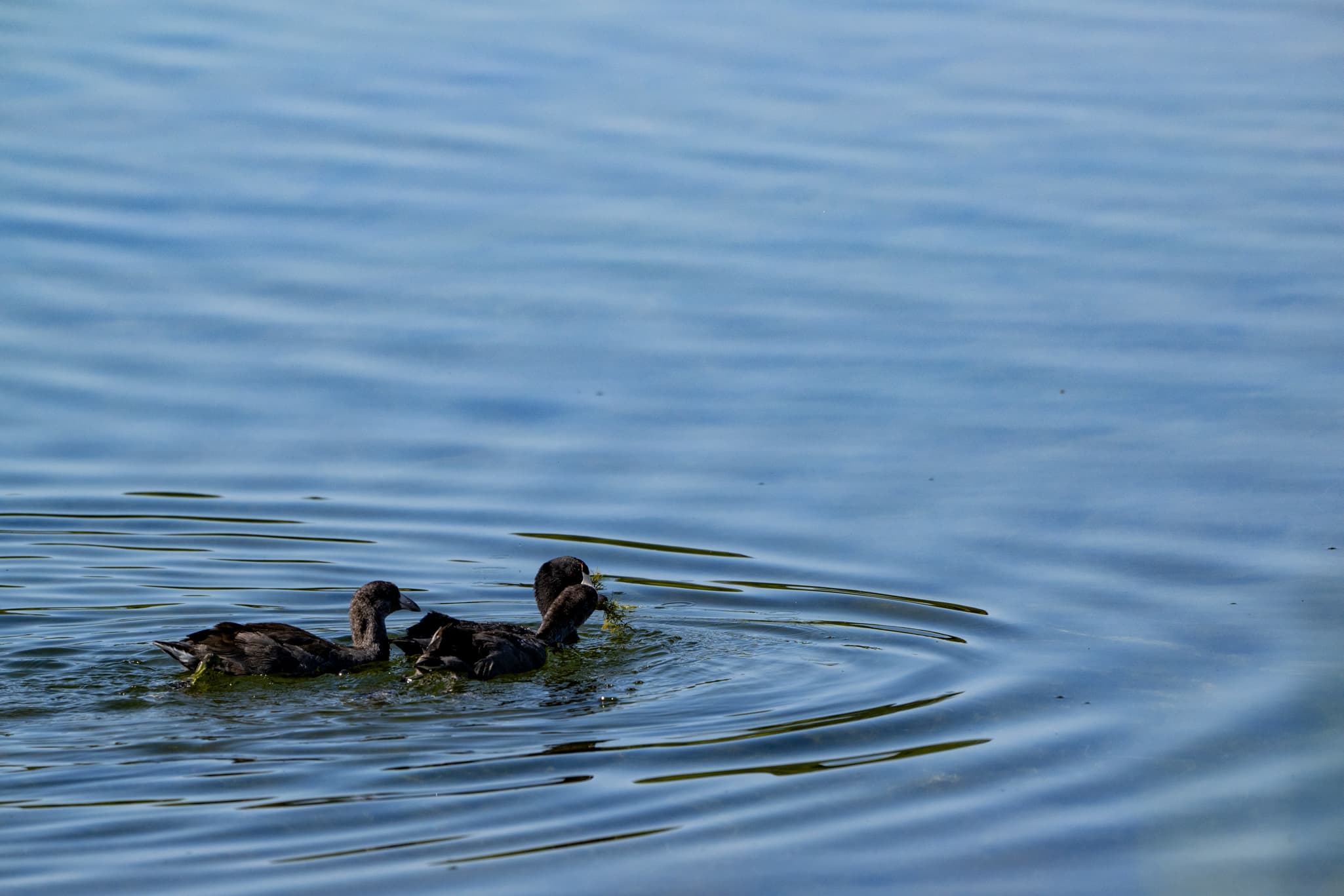 Wildlife photography with the Nikon Z 180-600mm f/5.6-6.3 VR