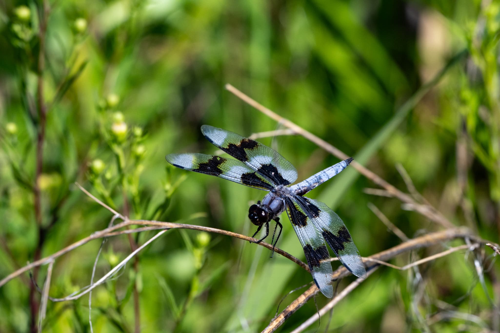 Wildlife photography with the Nikon Z 180-600mm f/5.6-6.3 VR