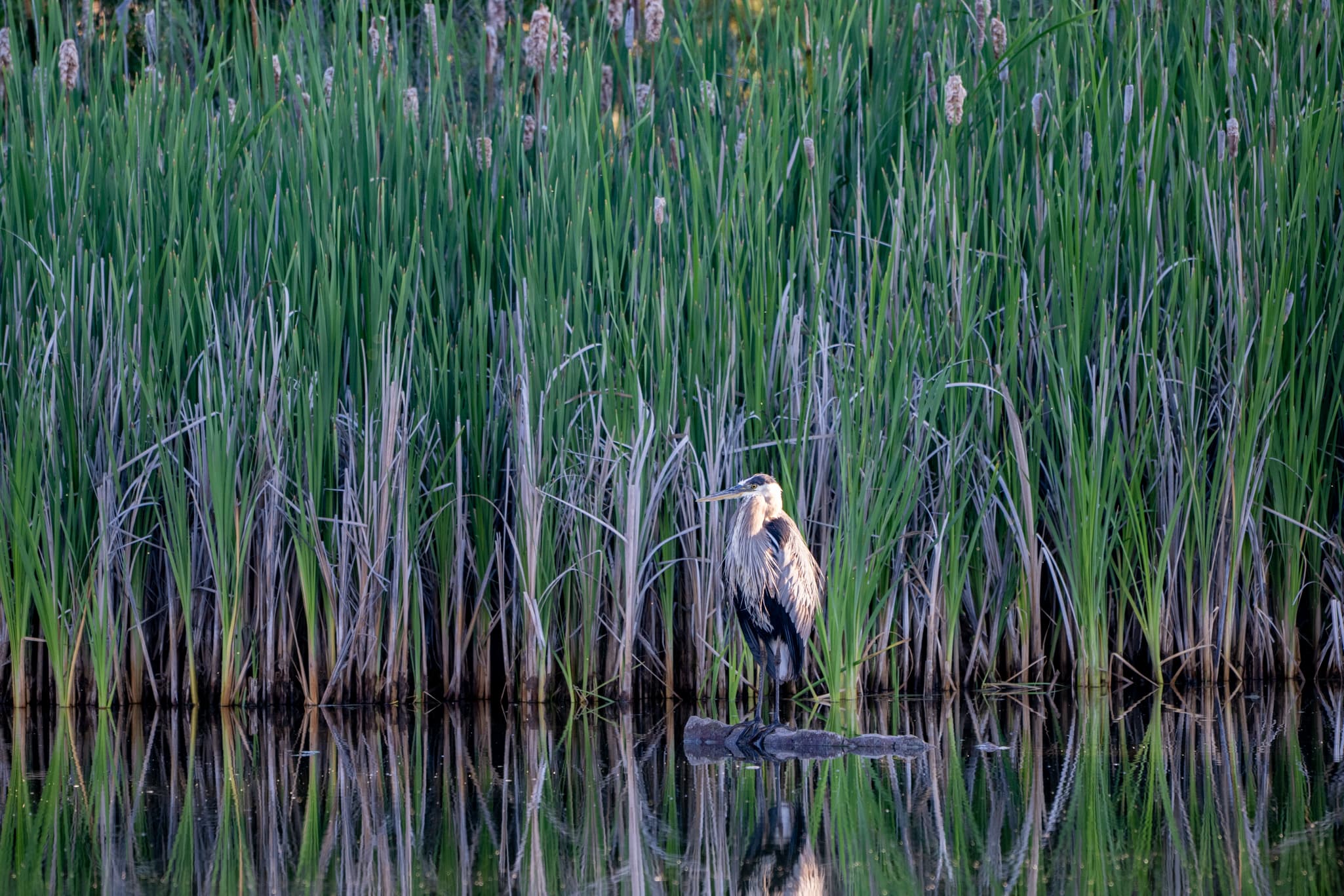 Wildlife photography with the Nikon Z 180-600mm f/5.6-6.3 VR