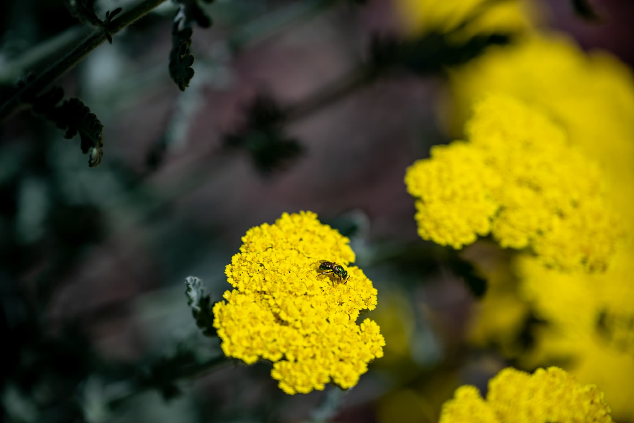 Macro photography with the Nikon Z 24-120mm f/4 S