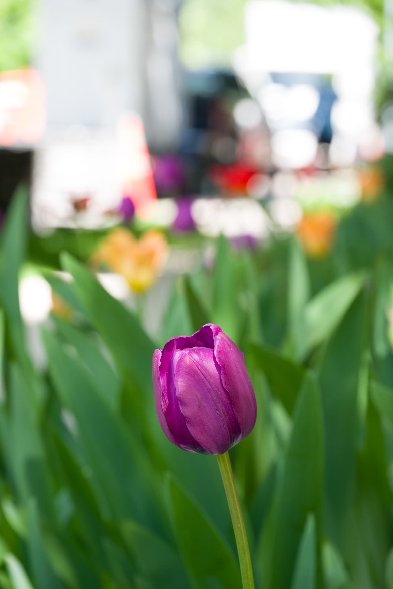 Macro photography with the Nikon Z 24-120mm f/4 S
