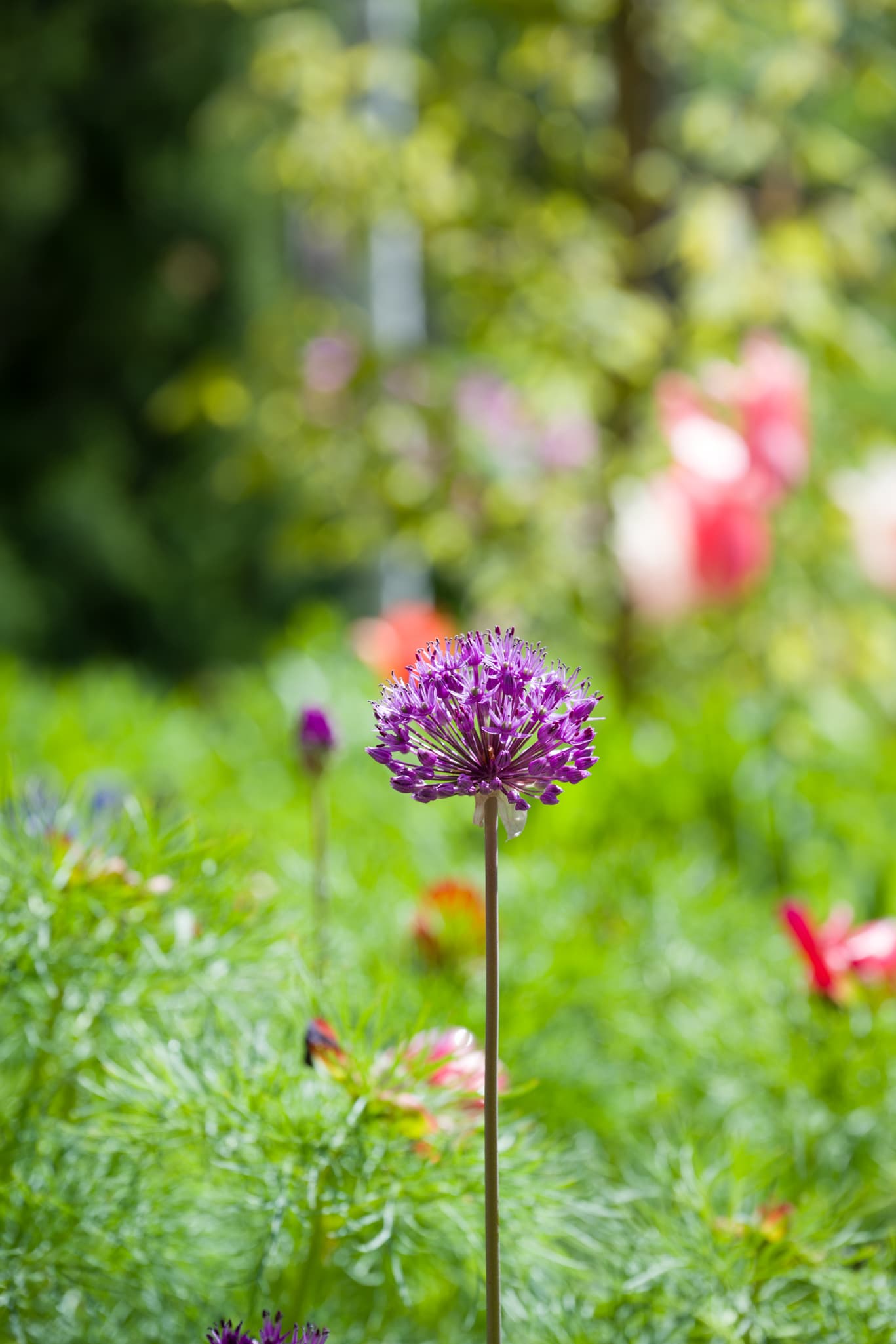 Macro photography with the Nikon Z 24-120mm f/4 S