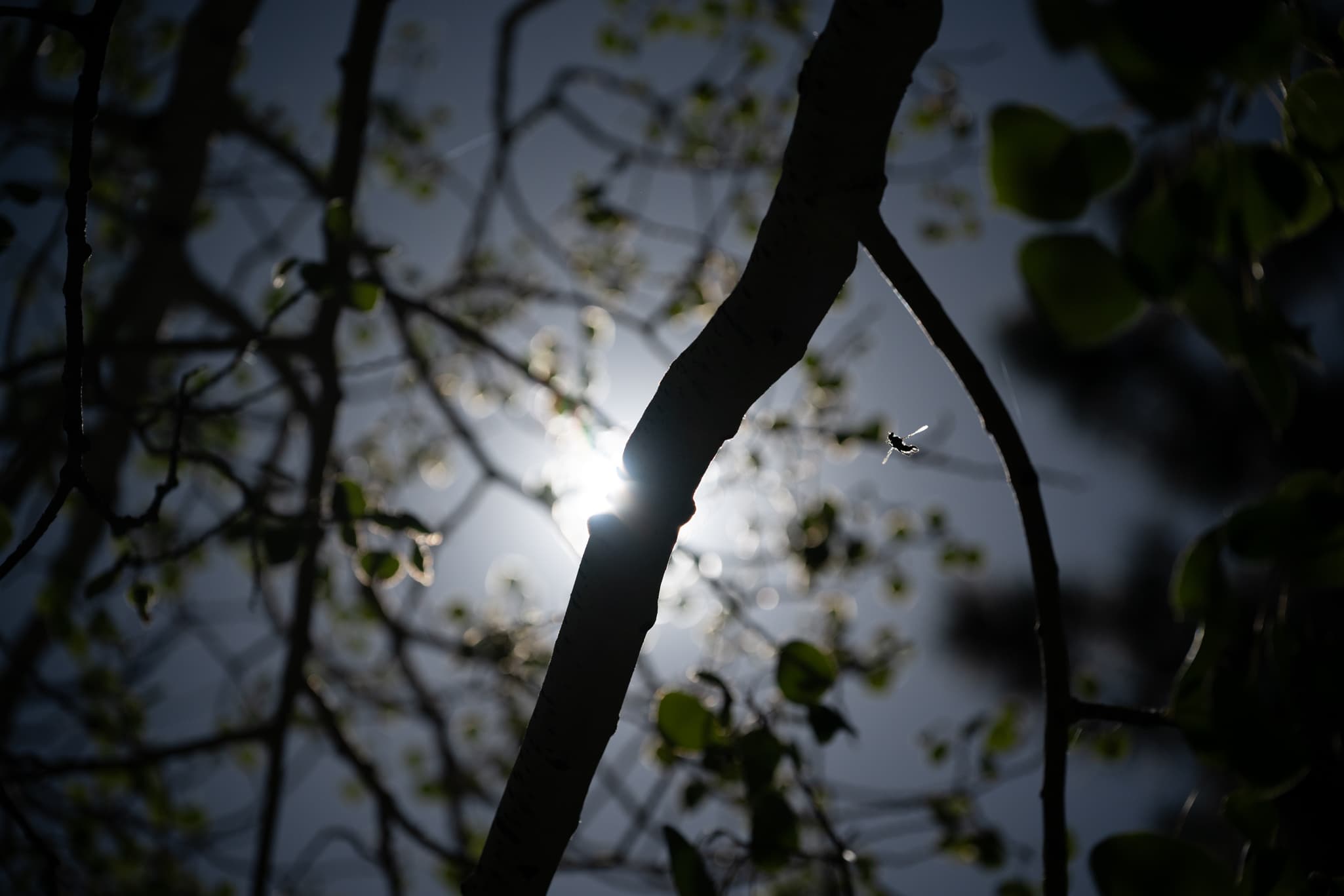 High-contrast test photo capturing harsh backlit architectural edges or dark tree branches against an overexposed afternoon sky at 120mm f/4.0 on the Nikon Z 24-120mm f/4 S to check for lateral/longitudinal chromatic aberration and edge-to-edge color fringing control