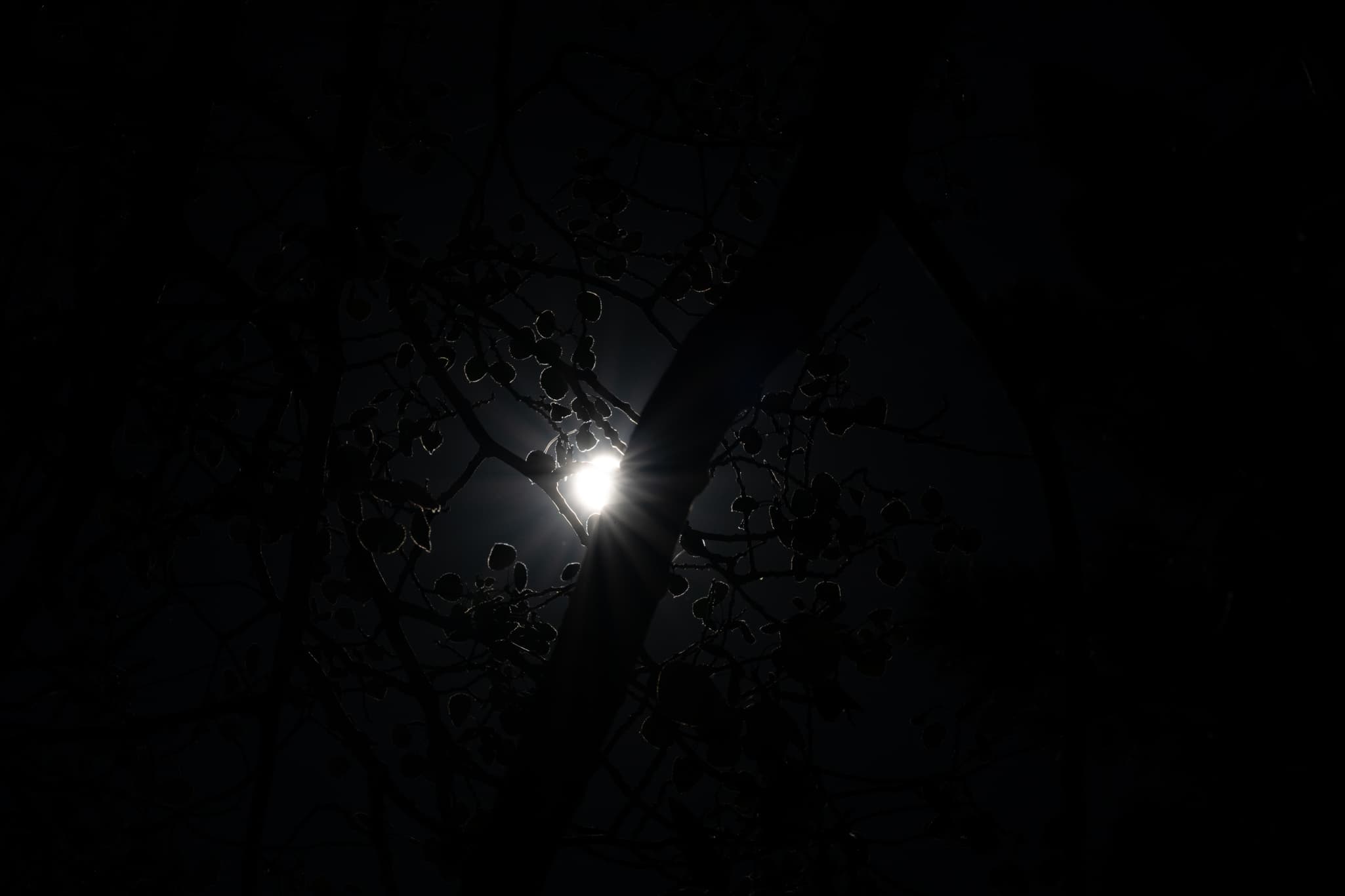 High-contrast test photo capturing harsh backlit architectural edges or dark tree branches against an overexposed afternoon sky at 120mm f/4.0 on the Nikon Z 24-120mm f/4 S to check for lateral/longitudinal chromatic aberration and edge-to-edge color fringing control