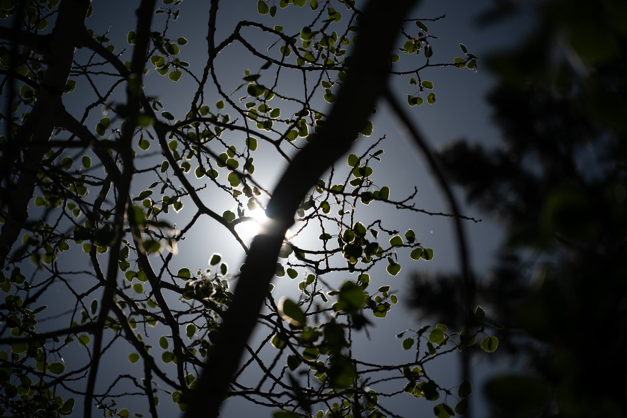 High-contrast test photo capturing harsh backlit architectural edges or dark tree branches against an overexposed afternoon sky at 120mm f/4.0 on the Nikon Z 24-120mm f/4 S to check for lateral/longitudinal chromatic aberration and edge-to-edge color fringing control