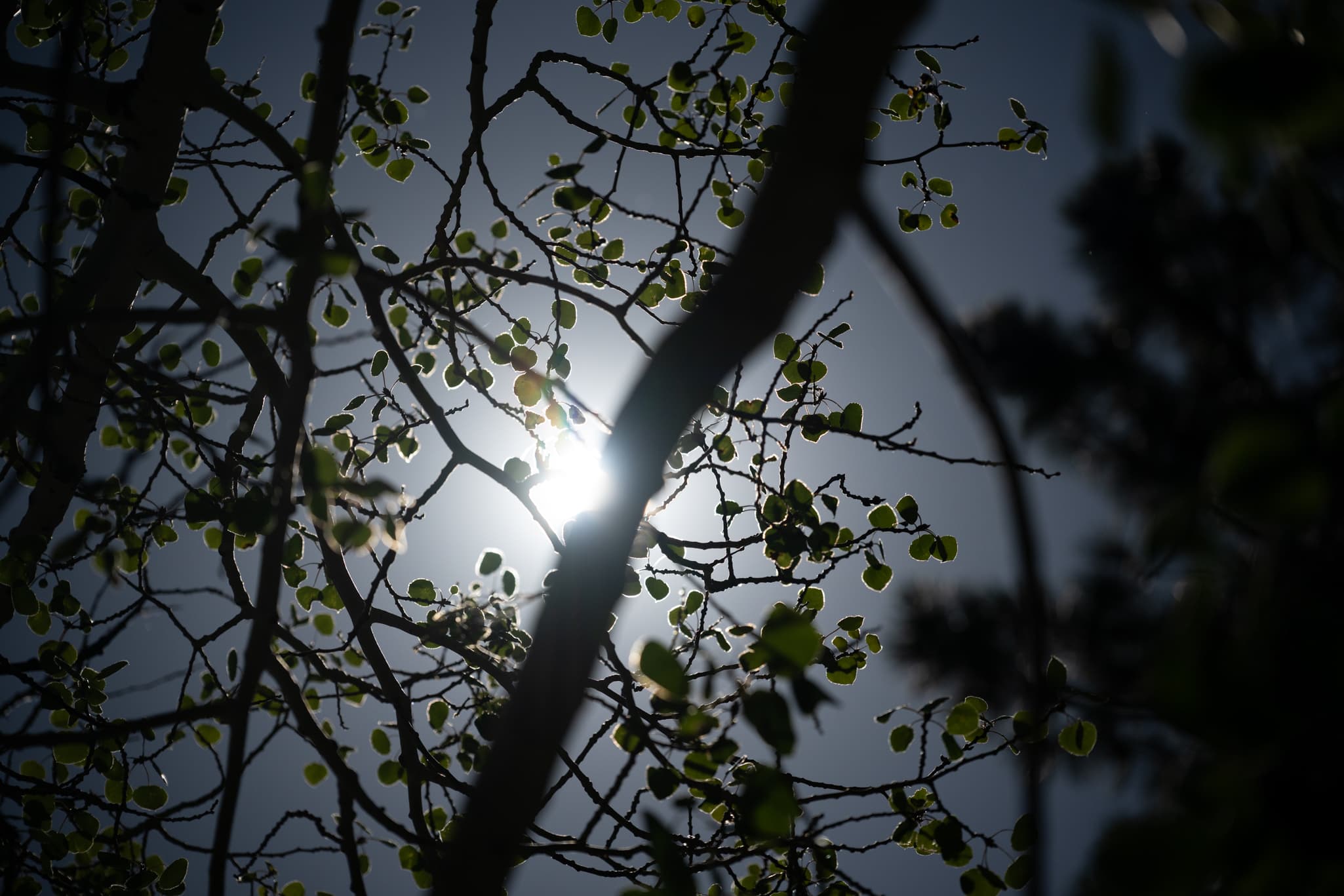 High-contrast test photo capturing harsh backlit architectural edges or dark tree branches against an overexposed afternoon sky at 120mm f/4.0 on the Nikon Z 24-120mm f/4 S to check for lateral/longitudinal chromatic aberration and edge-to-edge color fringing control