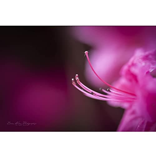 Variant image 4 of Tokina atx-i 100mm F2.8 FF Macro