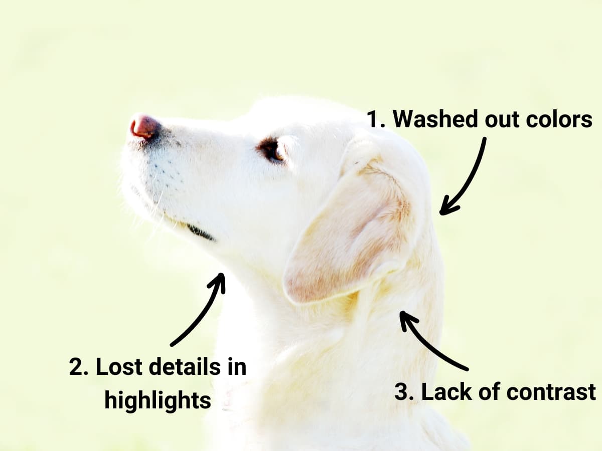 Overexposed photo of a dog with lack of contrast.