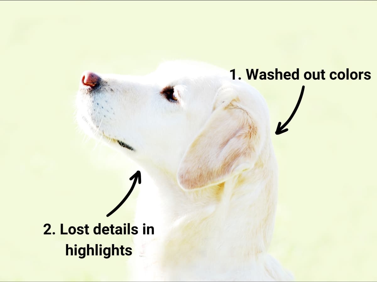 Overexposed photo of a dog with lost detail in highlights.