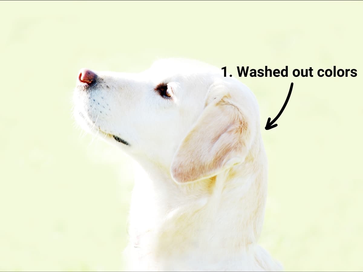 Overexposed photo of a dog.