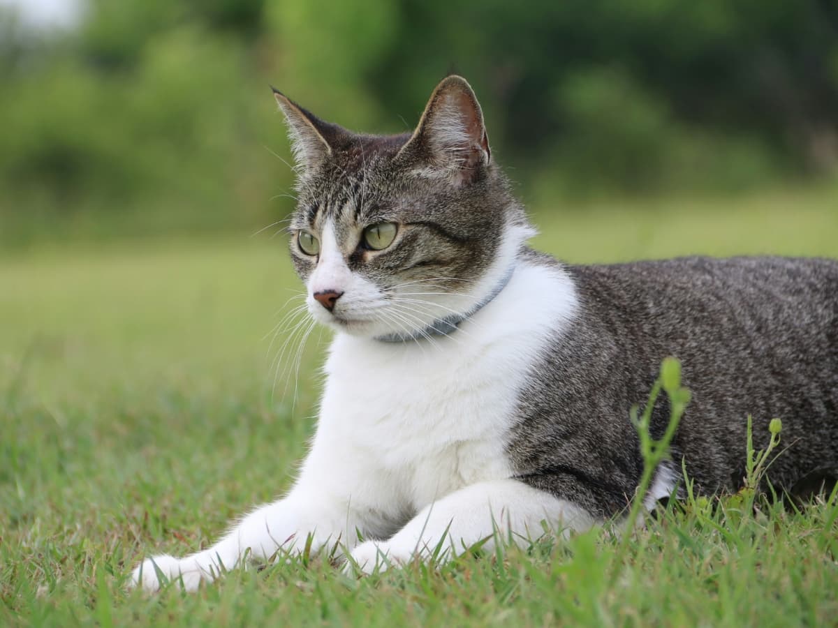 Pet photo of a cat laying in grass.