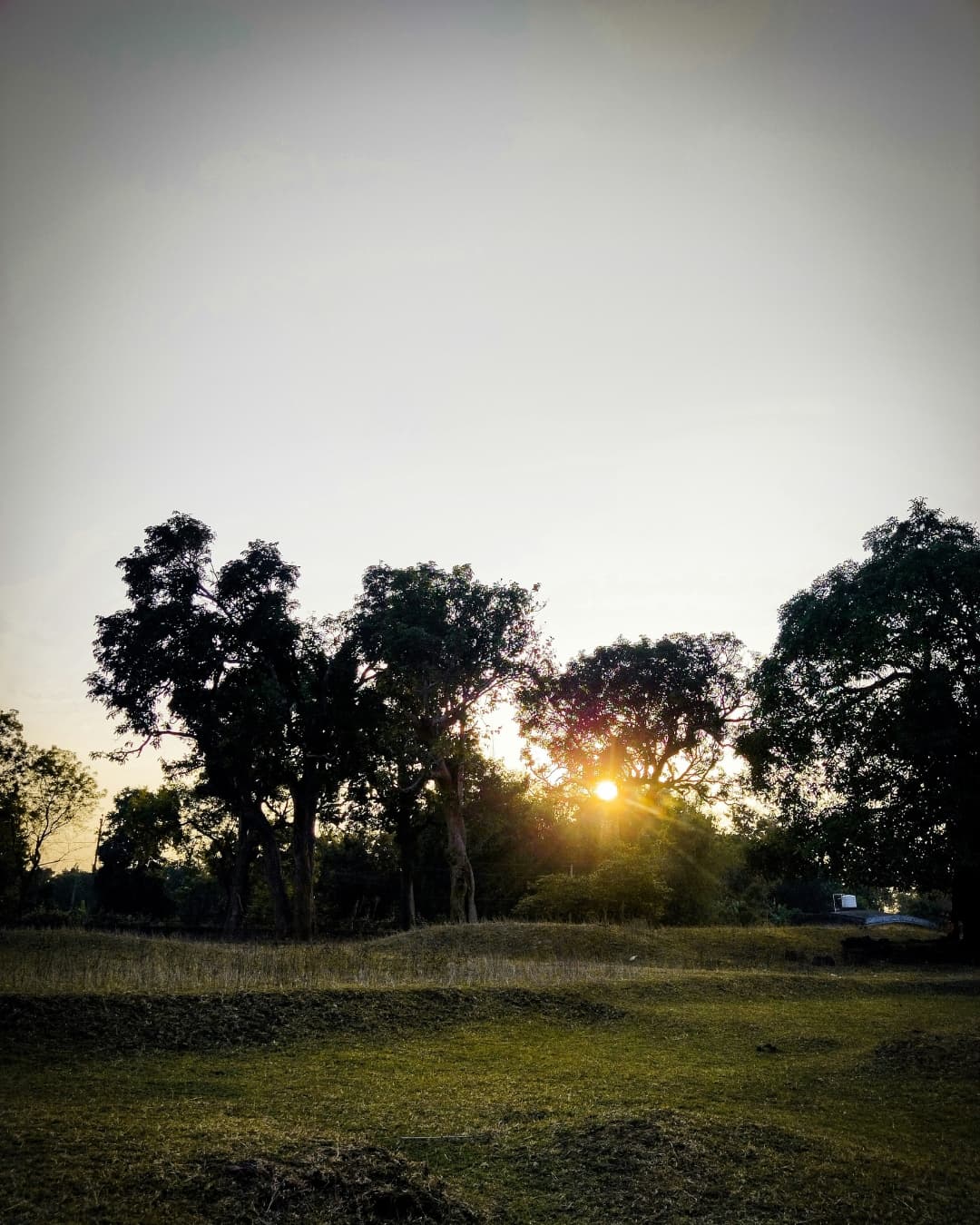 Starburst sun in between trees.