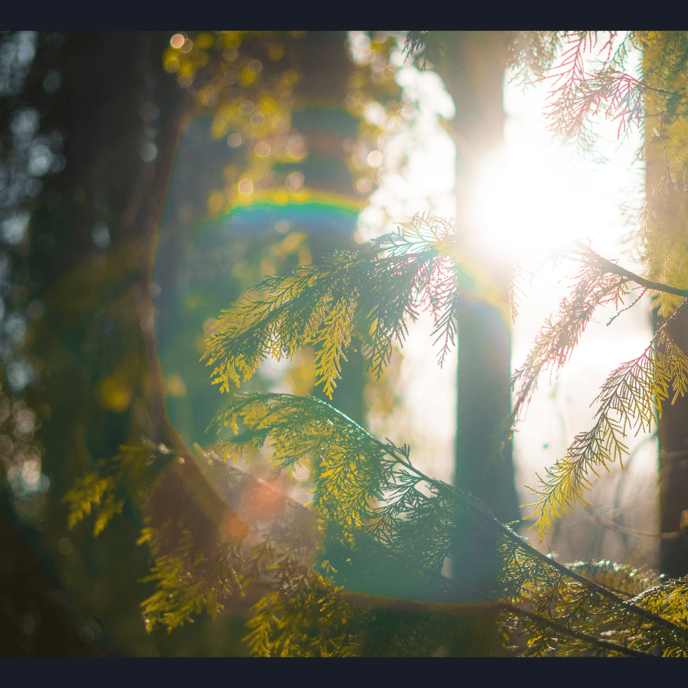 Sunlight through tree leaves.