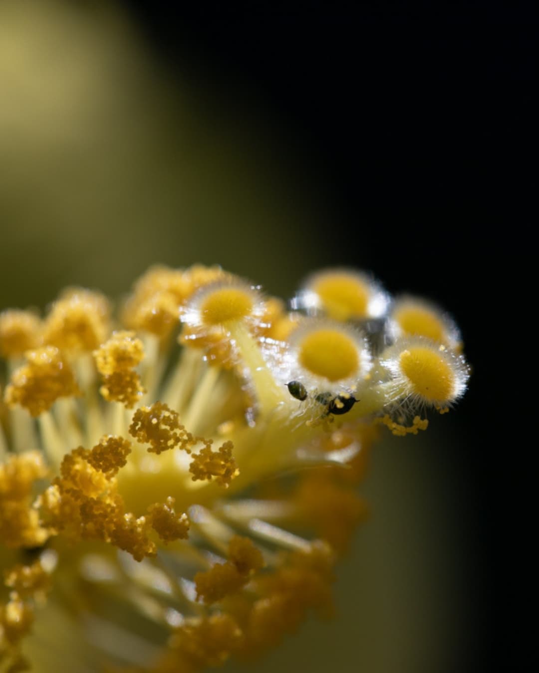 Yellow flower up close macro shot.