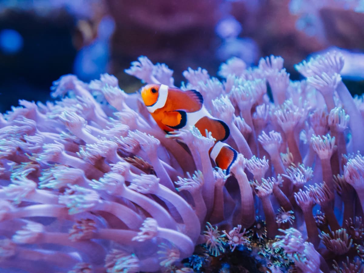 Underwater photo of a clownfish.