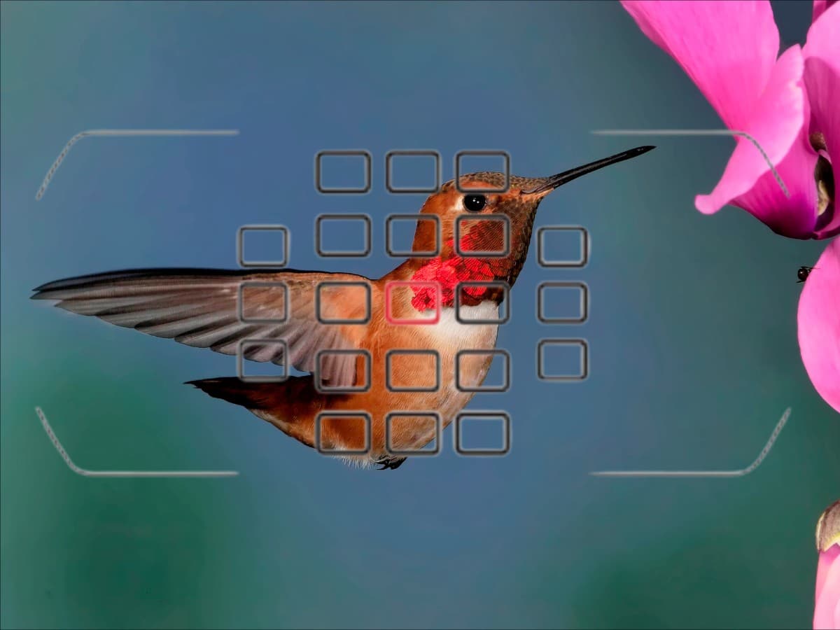 Using dynamic area AF on a bird.