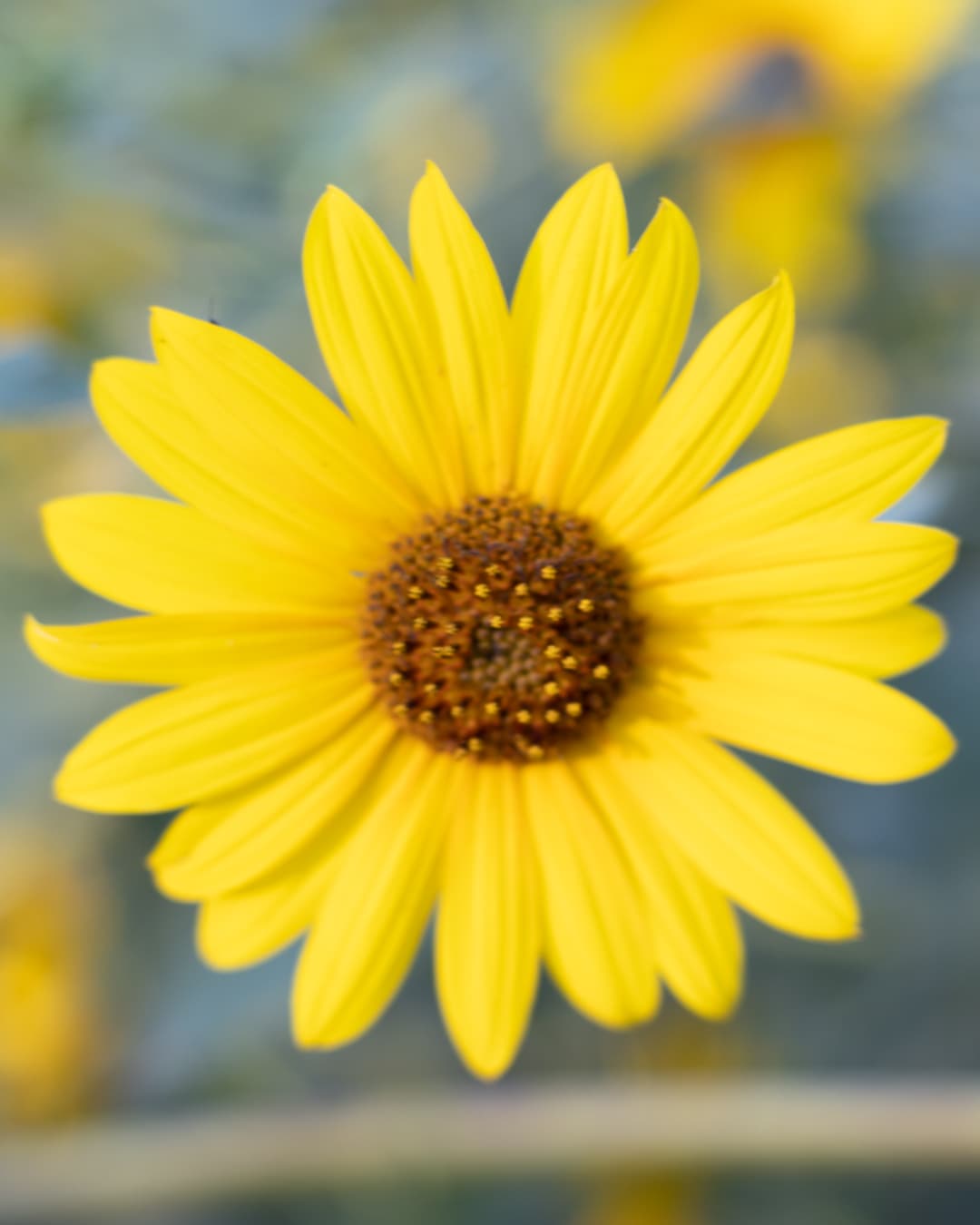 Sunflower that is blurry due to camera shake.