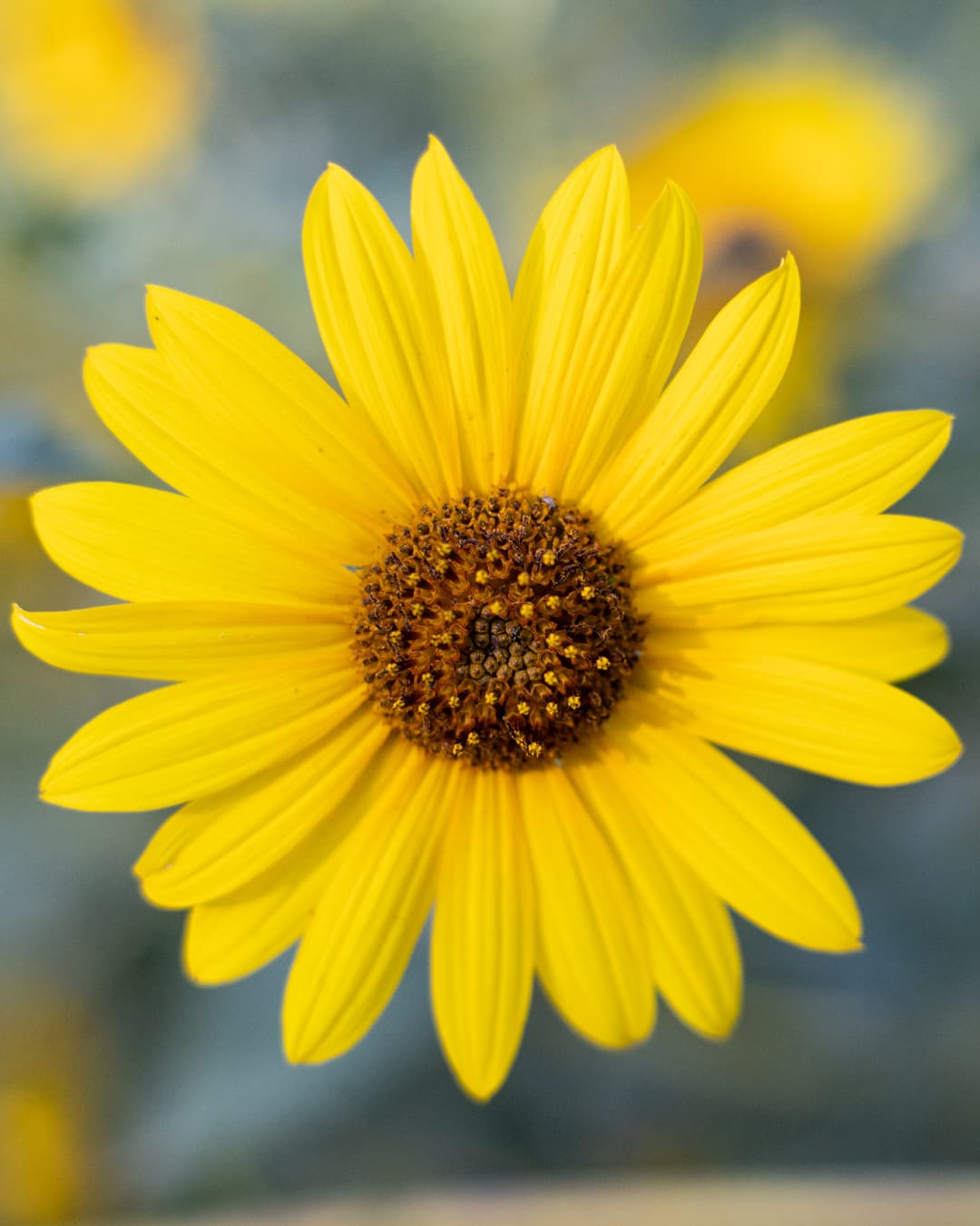 Sunflower that is sharp and in focus.