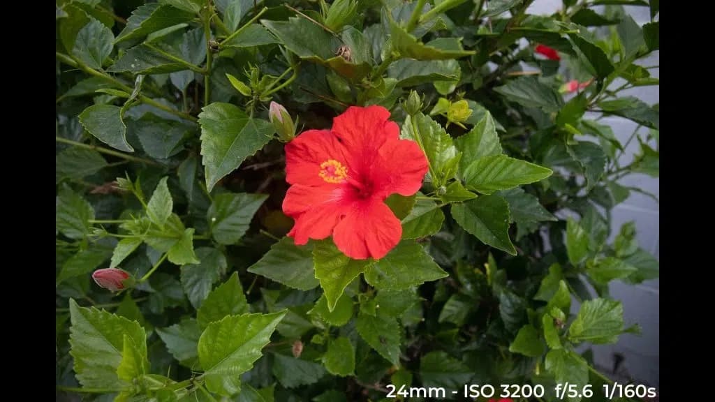 Canon EF 24-70mm f4L ISM low light test image.