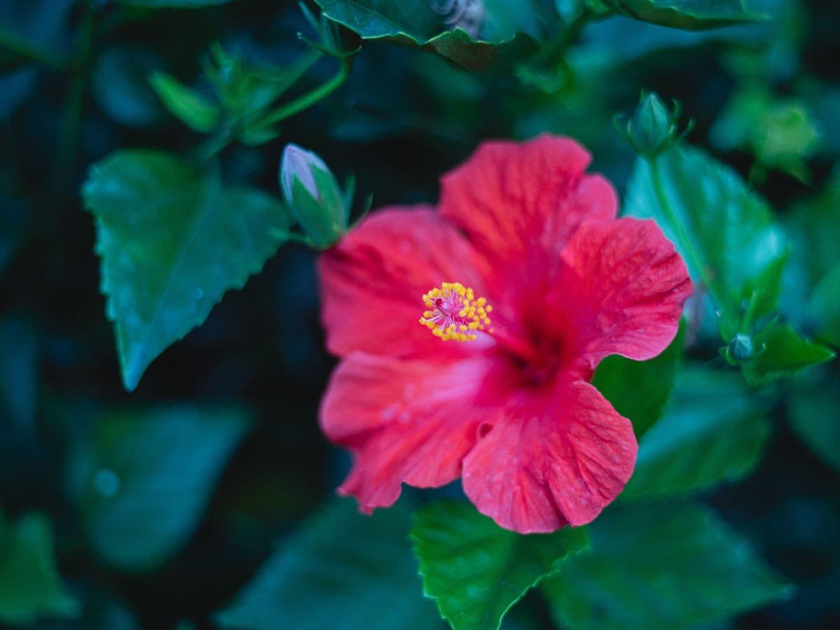 Canon EF 50mm at f/1.8 Photo of a red flower taken with Canon EF 50mm f/1.8 lens.