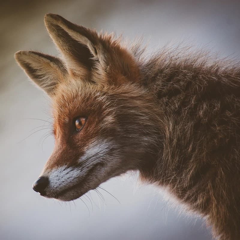 Orange fox.