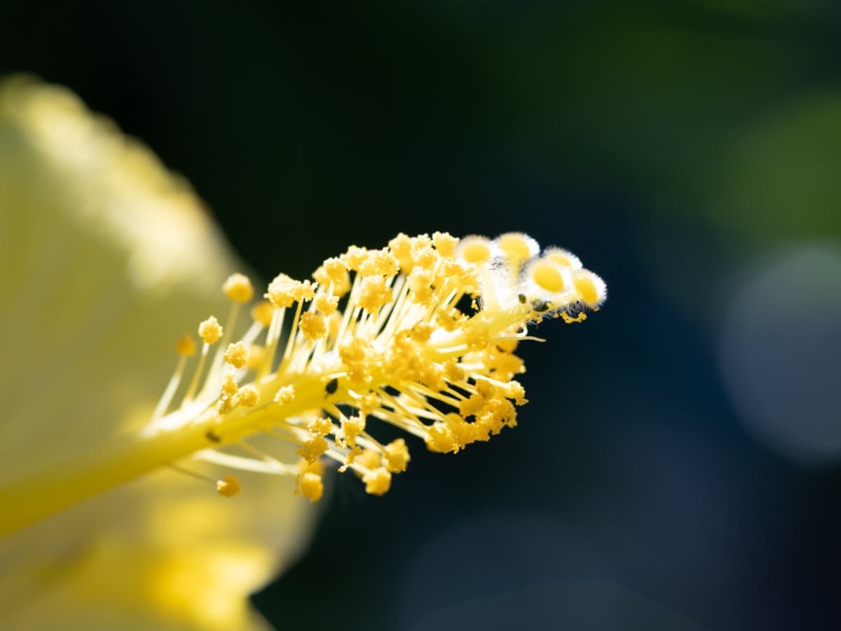 Bokeh Yellow flower up close with bokeh in the background.