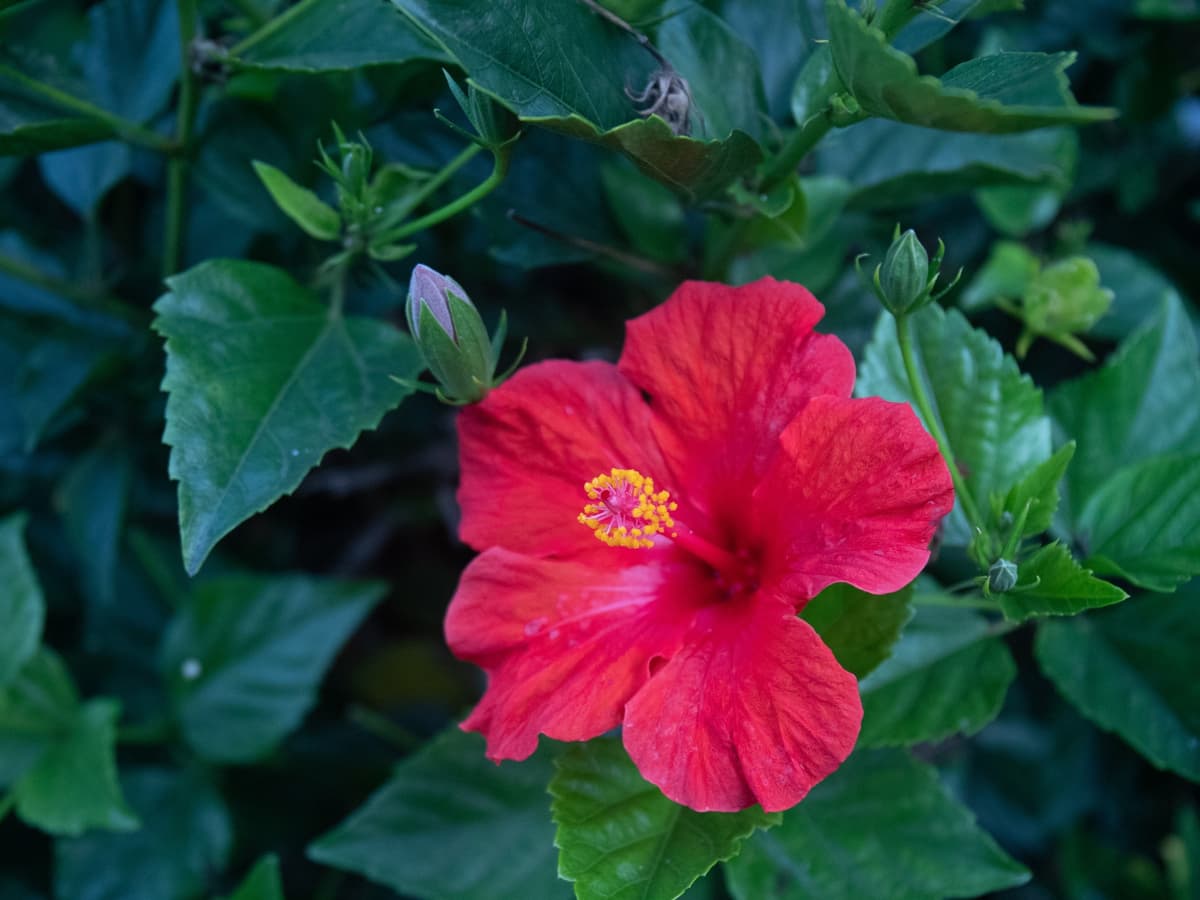Canon EF 24-70mm f/4L at f/4 Photo of red flower taken with Canon EF 24-70mm f/4L.