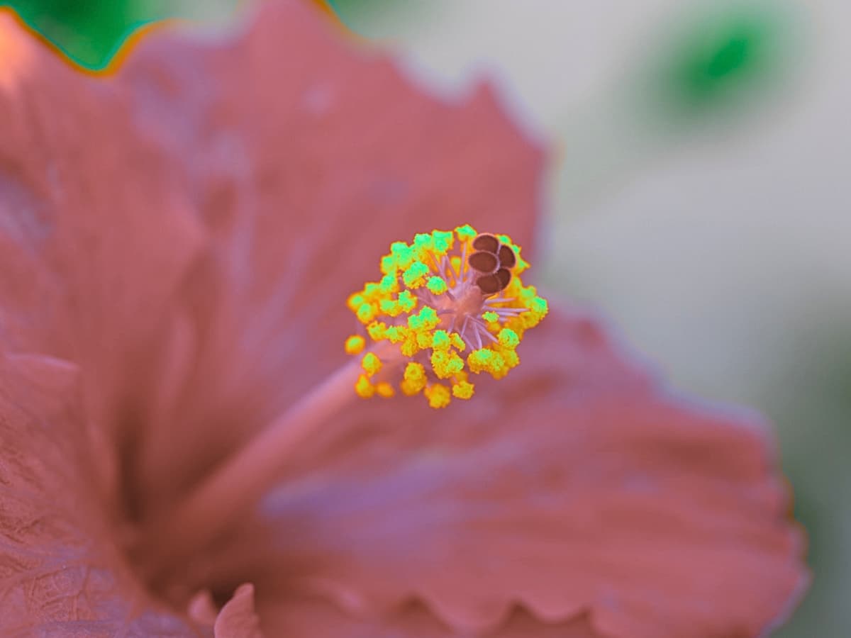 Flower with contrast Red flower with yellow seeds.