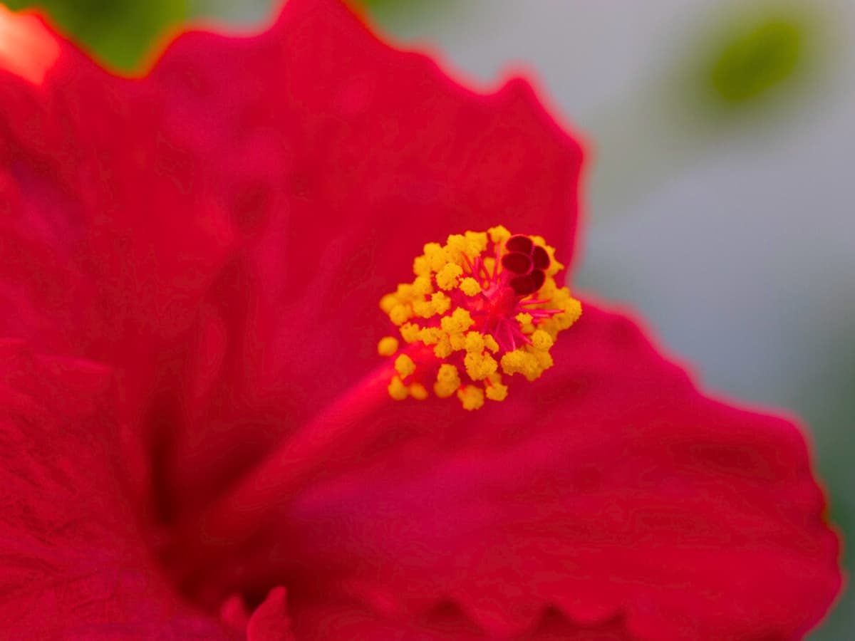 Flower with increased saturation Red flower with increased saturation.