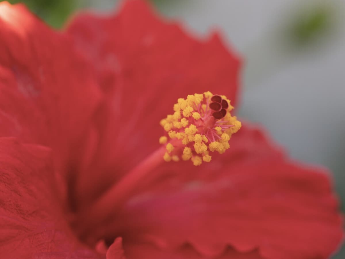 Flower with normal saturation Red flower with normal saturation.