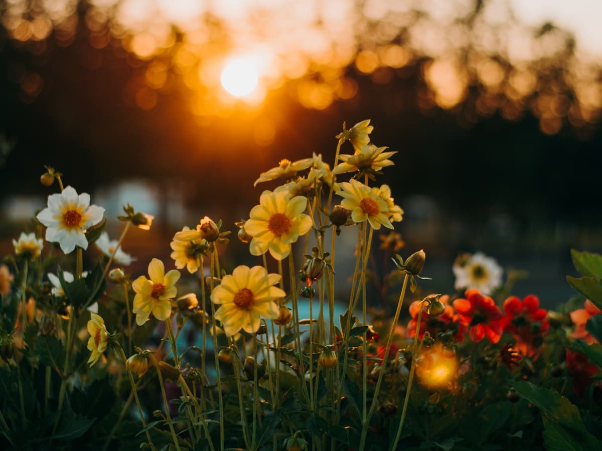 Golden Hour dreamlike mood Flowers in a field with the sunset behind them.