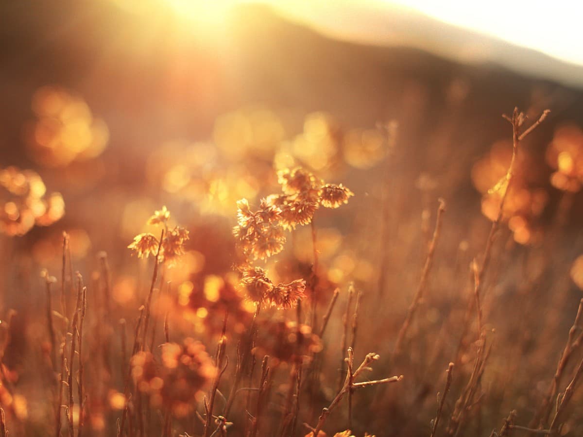 Golden Hour example Flowers in a field during golden hour.