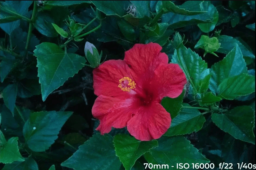 High ISO image - ISO 16000 Image of a red flower with high noise due to high ISO.