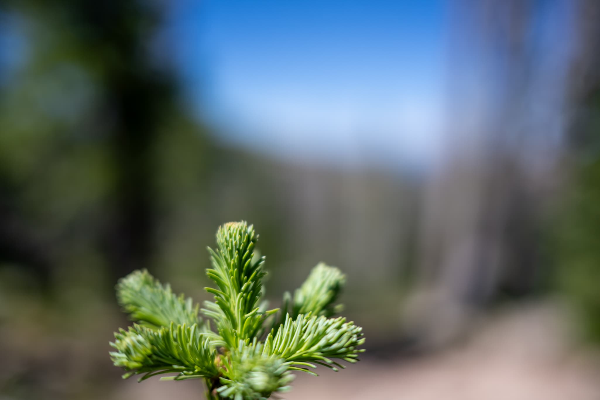 Macro photography with the Nikon Z 40mm f/2