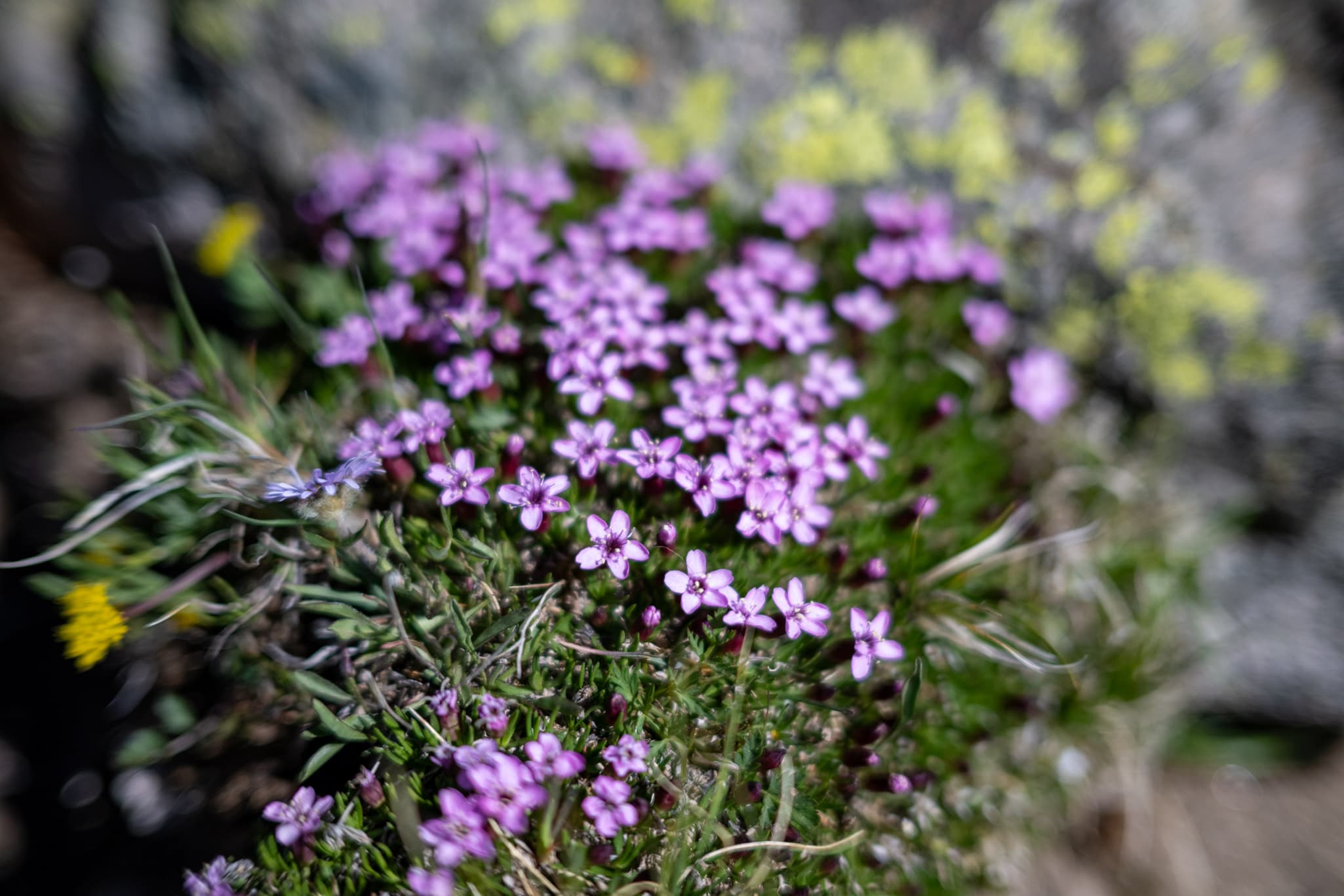Macro photography with the Nikon Z 40mm f/2