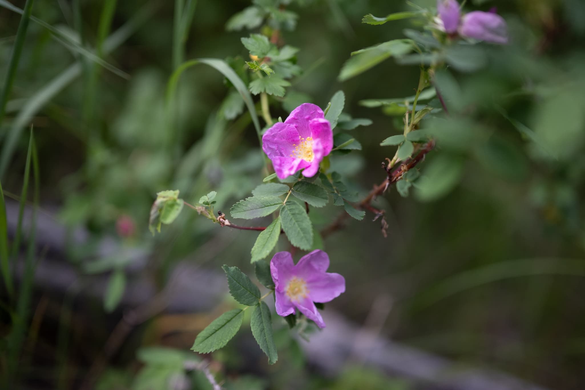 Nikon Z 50mm f/1.2 S at f/1.2