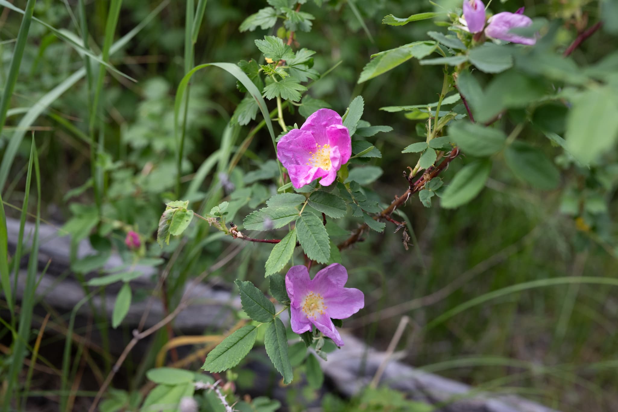 Nikon Z 50mm f/1.2 S at f/4